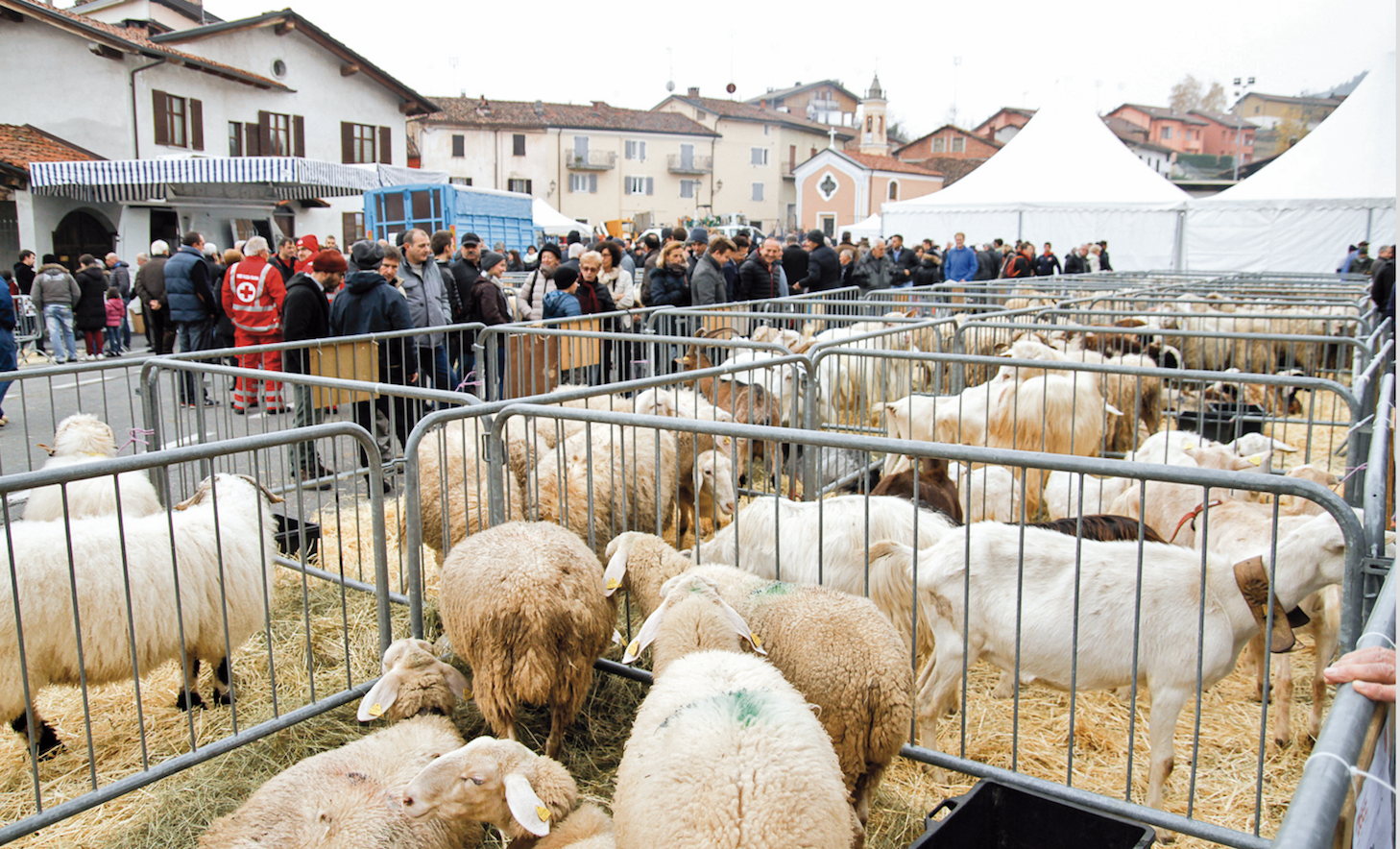 La Guida - “Bee formaggi di montagna” domenica 19 a Villanova Mondovì