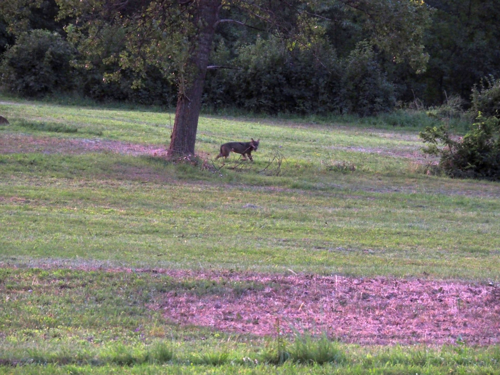 Avvistato un lupo a Vinadio La Guida - Avvistato un lupo a Vinadio