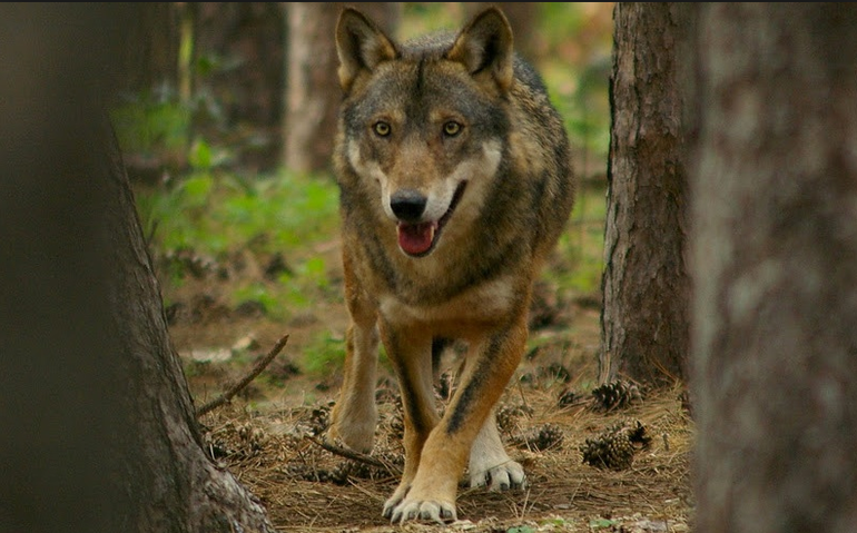 La Guida - Un branco di lupi avvistato nelle campagne cuneesi