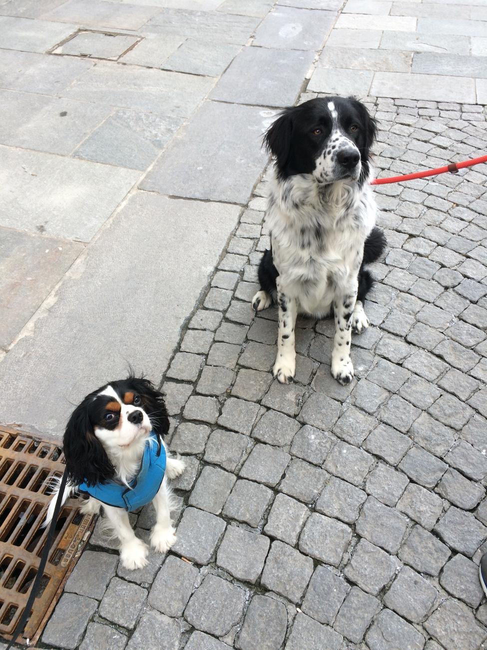 A Cuneo un corso di formazione per proprietari di cani La Guida - A Cuneo un corso di formazione per proprietari di cani