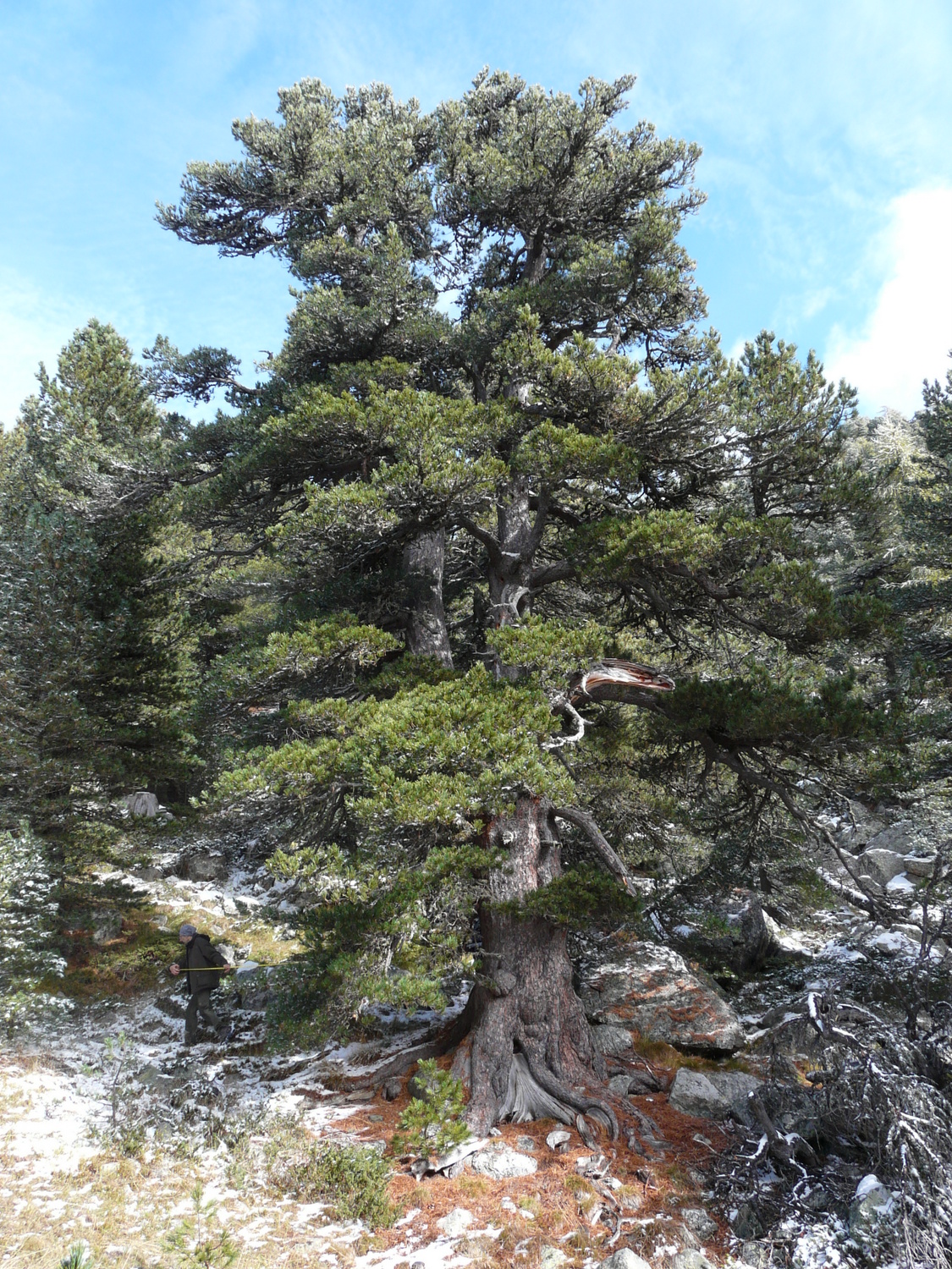 Un pino cembro del Bosco dell’Alevè sarà albero monumentale? La Guida - Un pino cembro del Bosco dell’Alevè sarà albero monumentale?