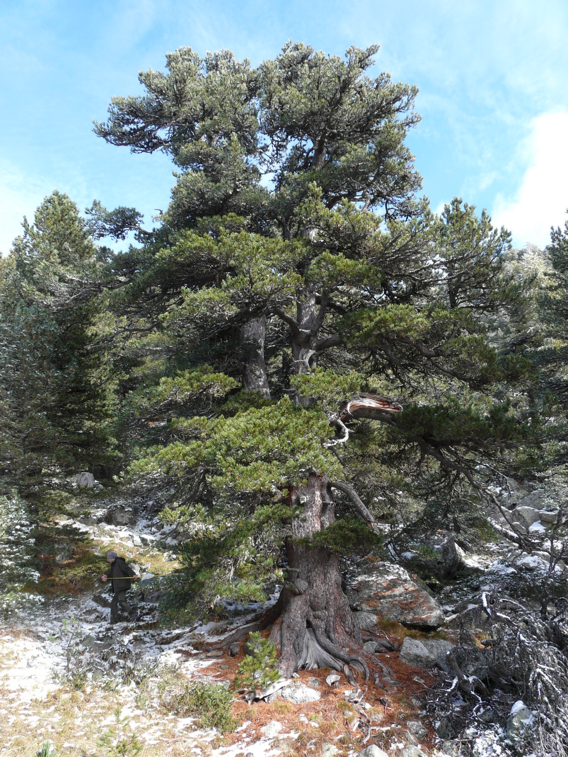 La Guida - Un pino cembro del Bosco dell’Alevè sarà albero monumentale?