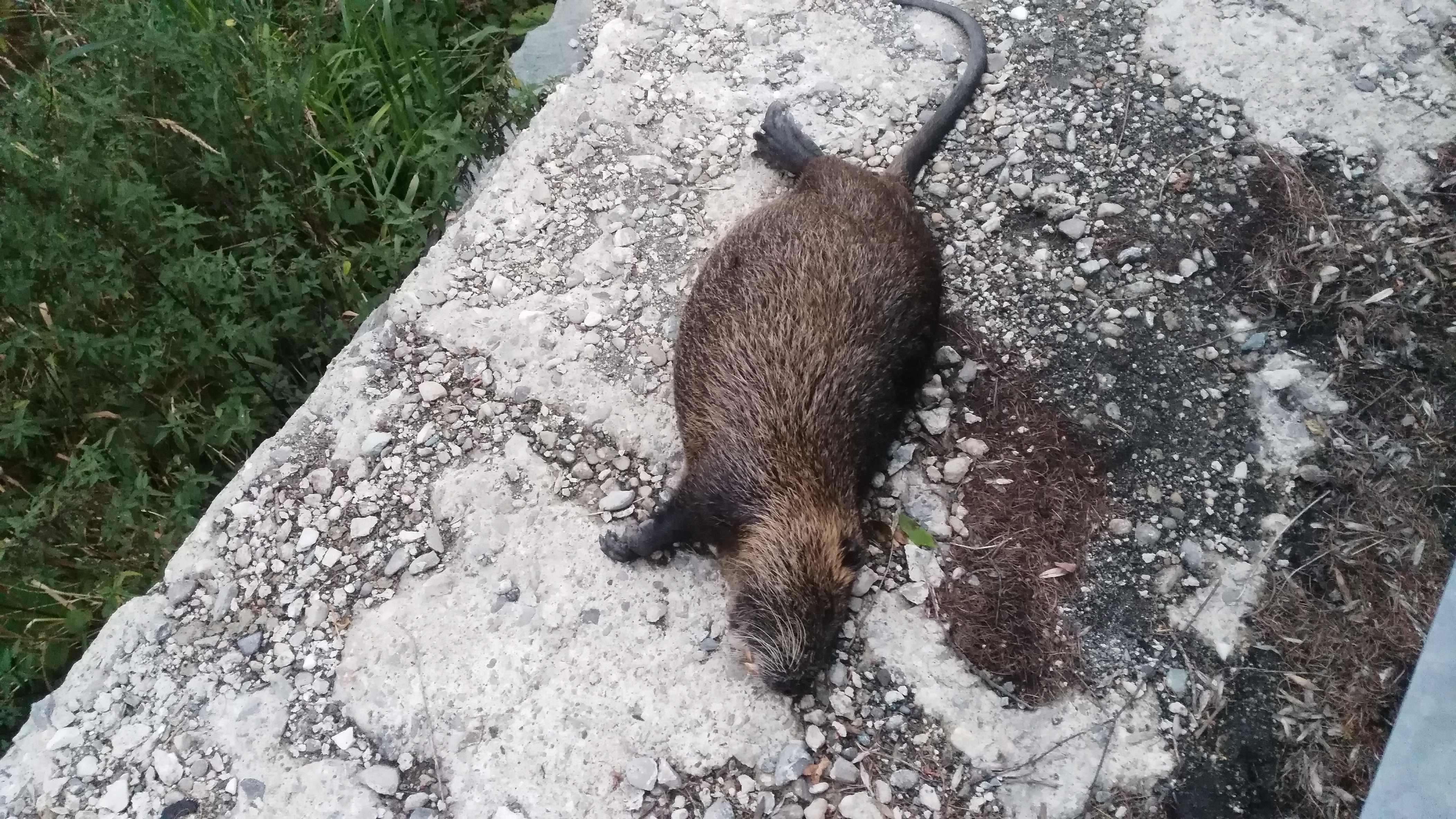 Le nutrie sono arrivate in valle Varaita La Guida - Le nutrie sono arrivate in valle Varaita