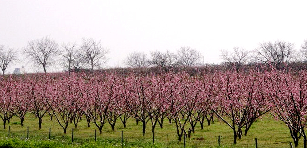 La Guida - Bracciante agricolo si ferisce