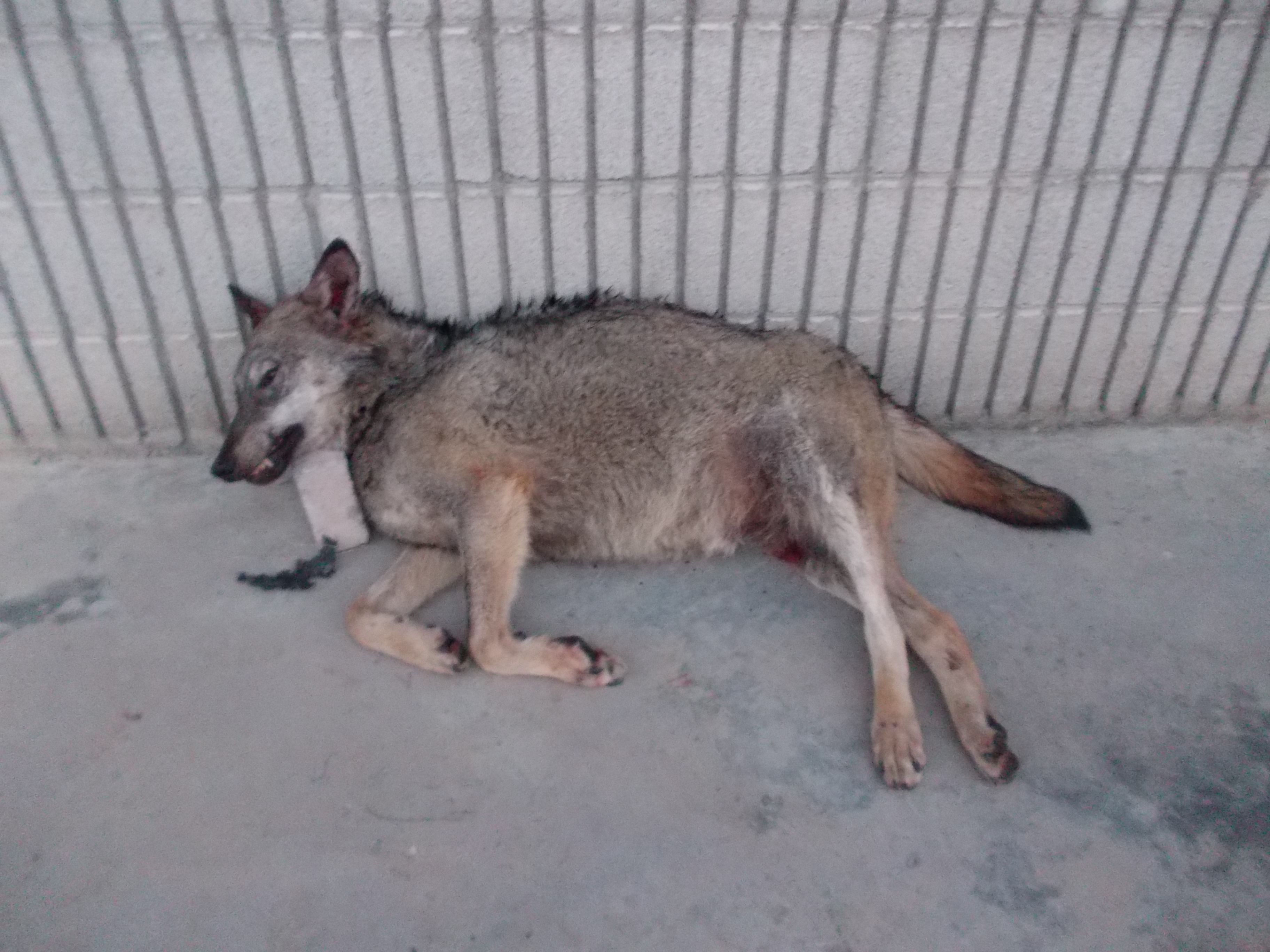 La Guida - Investito lupo a Poirino, morto