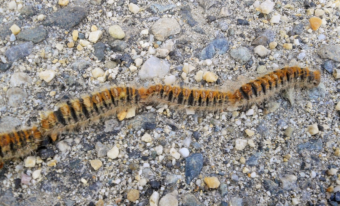 La Guida - Boschi, attenzione alla processionaria