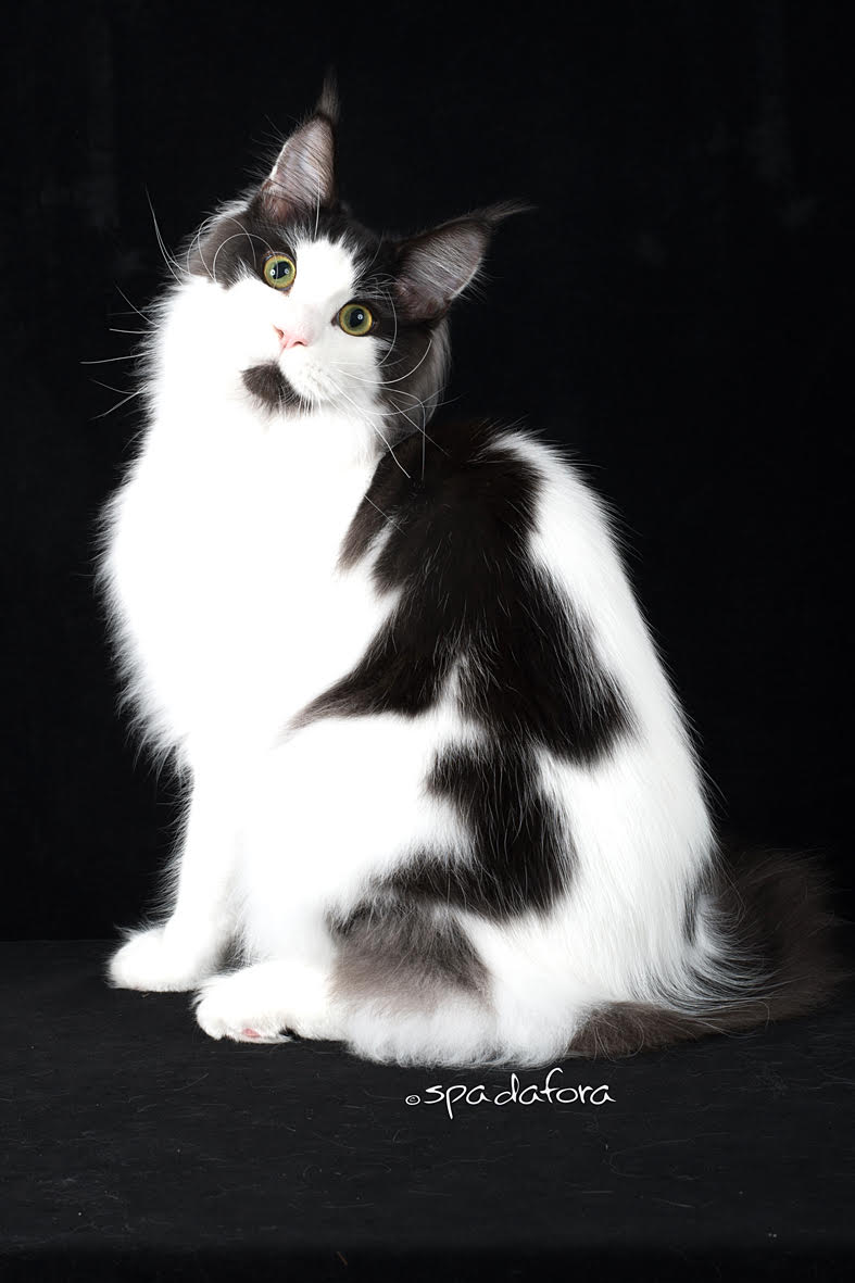 Mostra felina a Fossano La Guida - Mostra felina a Fossano