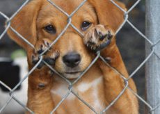 La Guida - Cuccioli di cane venduti con documenti falsi, quattro a processo