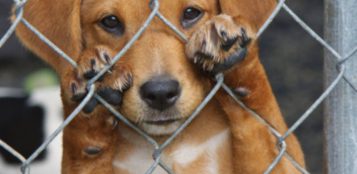 La Guida - Cuccioli di cane venduti con documenti falsi, quattro a processo