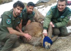 La Guida - Soccorso stambecco in alta valle Varaita