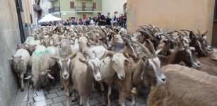 La Guida - Le pecore in mostra a Roaschia