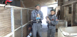 La Guida - Traffico illecito di cuccioli di cane, nei guai veterinario e tre allevatori del cuneese