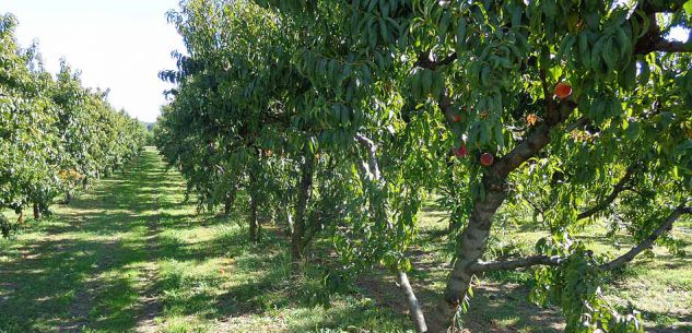 La Guida - A Cuneo la manifestazione dei braccianti agricoli