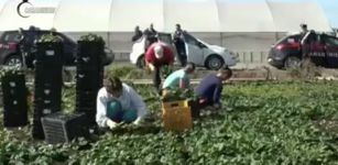 La Guida - Lavoratori in nero e minorenni nelle campagne di Peveragno