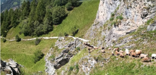 La Guida - “Caseifici Agricoli Open Day” a Castelmagno