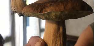 La Guida - Un fungo “doppio” trovato nei boschi di Demonte
