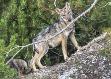 La Guida - Un terzo dei lupi delle Alpi vive in provincia di Cuneo