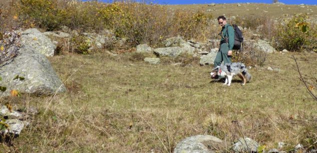 La Guida - Intervento del gruppo cinofilo antiveleno regionale nel Parco del Monviso