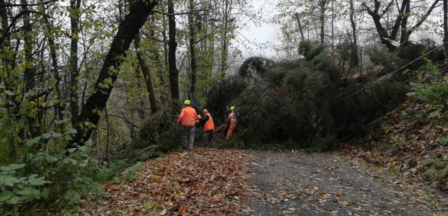 La Guida - Maltempo, alberi caduti e danni a Peveragno