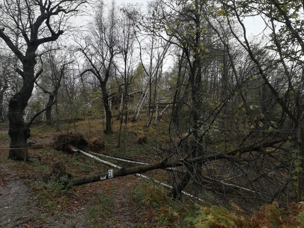 Peveragno, alberi caduti per il maltempo