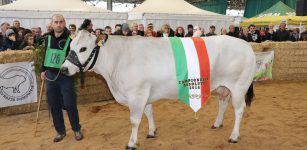 La Guida - Al Miac protagonisti i migliori capi della Piemontese