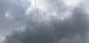 La Guida - Stormi di gru cenerine nei cieli cuneesi