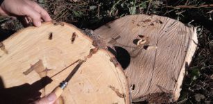 La Guida - Lotta al tarlo del legno, che cosa fare se si vedono larve o buchi