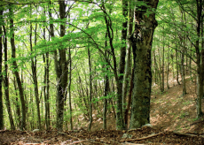 La Guida - In Granda 1.379.000 euro per migliorare le risorse forestali