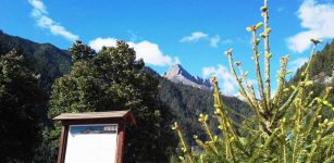 La Guida - Cervo sbranato dai lupi a Casteldelfino