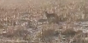 La Guida - Lupo in pieno giorno a San Pietro del Gallo