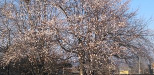 La Guida - Clima anomalo: un ciliegio con fiori invece dei fiocchi di neve