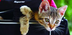 La Guida - Concorso fotografico “Scatto felino”