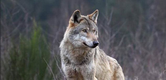 La Guida - Lupi in media valle Varaita