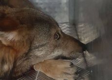 La Guida - Due lupi avvelenati nel vallone dell’Arma, indagini in corso