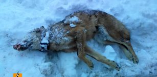 La Guida - Lupo trovato morto in alta valle Grana