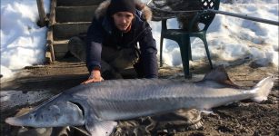 La Guida - Pesca grossa a Beinette, uno storione da 50 kg!