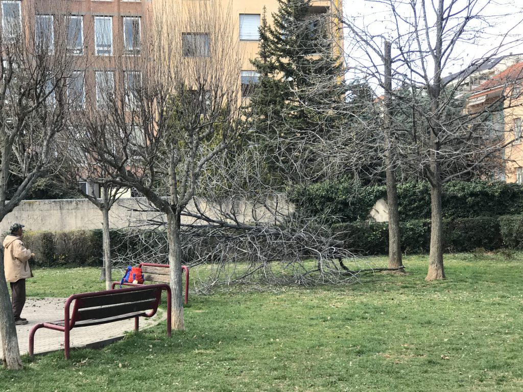 L'albero caduto ai giardini Stoppa