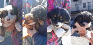 Cagnolini sfrattati cercano un padrone La Guida - Cagnolini sfrattati cercano un padrone