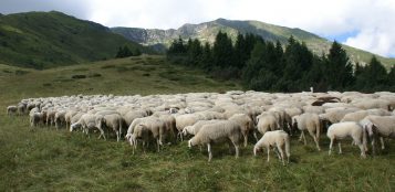 La Guida - Lingua blu, in Piemonte saranno vaccinati 120.000 ovini