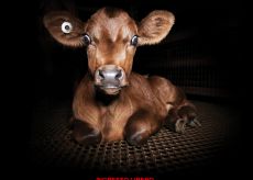 La Guida - A Cuneo si proietta un film sulla violenza sugli animali