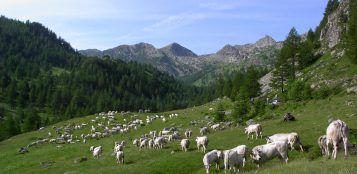 La Guida - San Giovanni segna l’inizio dell’alpeggio, ma il meteo non aiuta