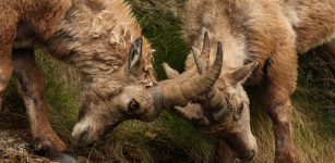 La Guida - Giovani stambecchi incrociano… le corna