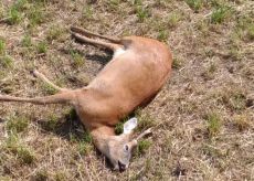 La Guida - Capriolo trovato morto in un prato di Frassino