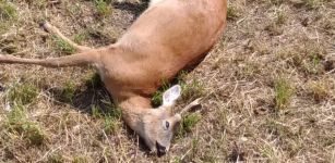 La Guida - Capriolo trovato morto in un prato di Frassino