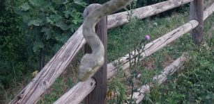 La Guida - Serpente nel sottopasso della stazione a Cuneo, catturato