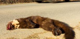 La Guida - “Monviso road-kill” per la fauna selvatica