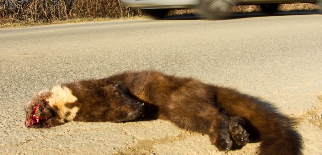 La Guida - “Monviso road-kill” per la fauna selvatica