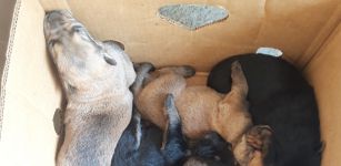 La Guida - Appello per dieci cagnolini abbandonati a Revello, stanno bene