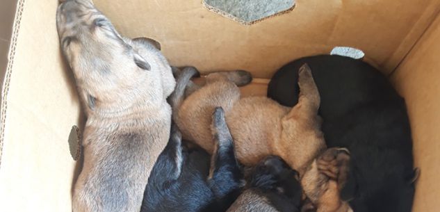 La Guida - Appello per dieci cagnolini abbandonati a Revello, stanno bene