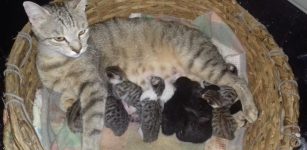 Undici gattini in cerca di una casa La Guida - Undici gattini in cerca di una casa